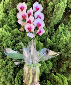 Orquídea premium vaso de vidro