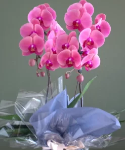 Orquídea embalagem de presente-1