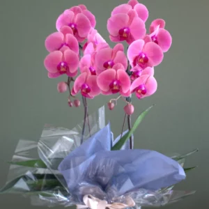 Orquídea embalagem de presente-1